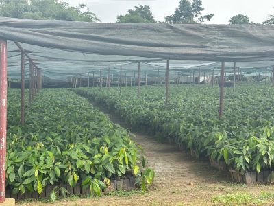 Understanding DFIs: A Guide for African Project Developers