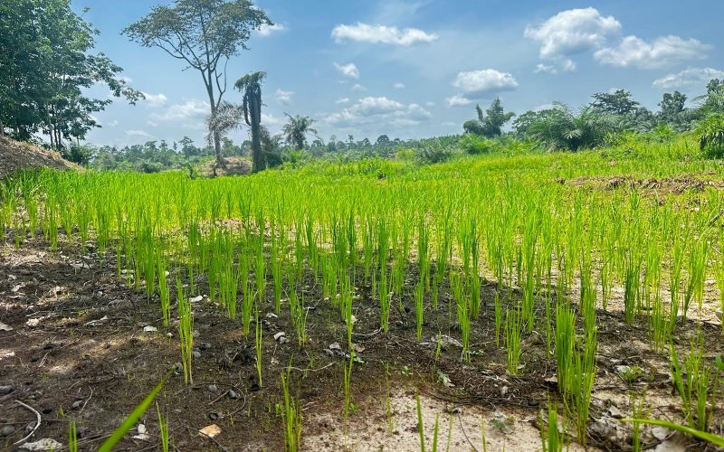 From Concept to Bankable Project: A Five-Step Framework